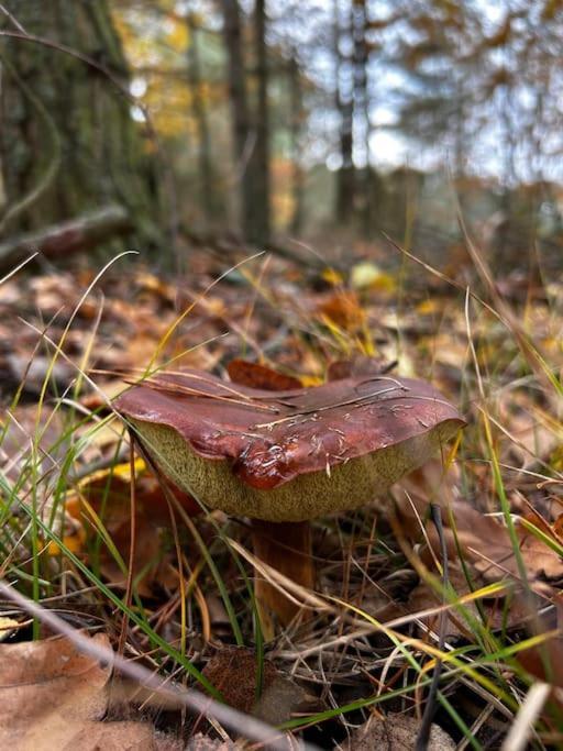 Dom Male Mazury Βίλα Drozdowo Εξωτερικό φωτογραφία